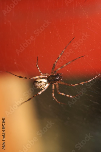 macro shot of a spider on a grid