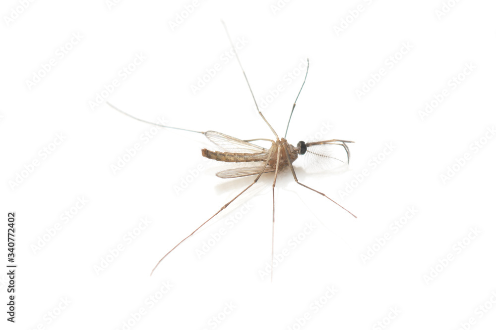 Mosquito dead on white background. Mosquito dead on white background.