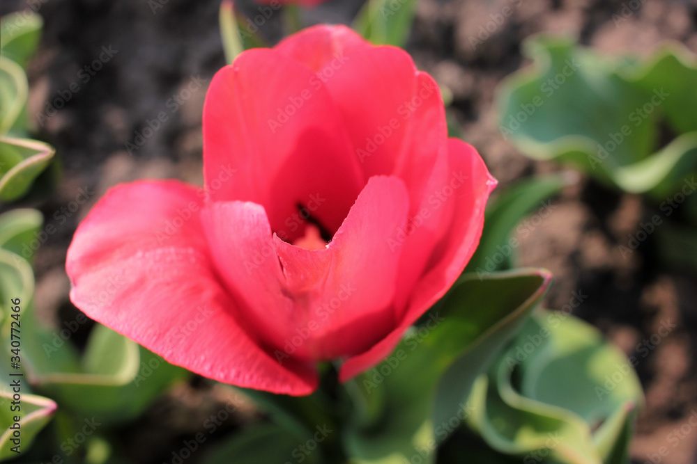 Close-up of Pink Dutch Variety tulip growing in the garden. Natural sunset light Close-up of Pink Dutch Variety tulip growing in the garden. Natural sunset light