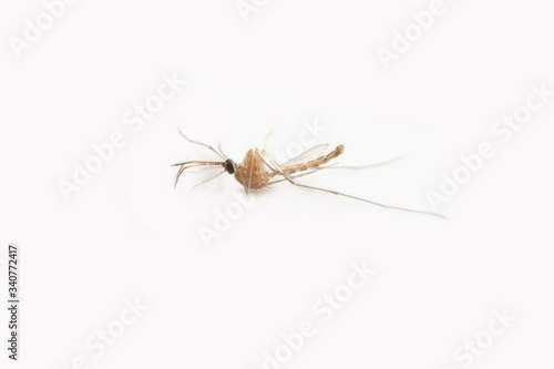 Mosquito dead on white background.
