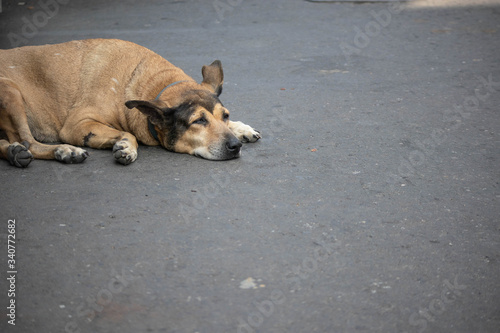 Fototapeta Naklejka Na Ścianę i Meble -  路上に寝そべり薄目で通りを眺める茶色の犬