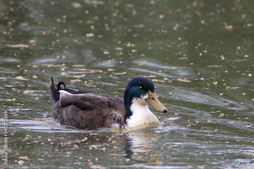 duck on the water