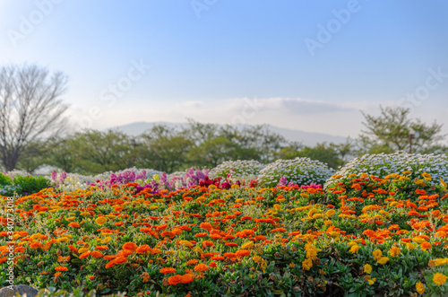 Wallpaper Mural マリーゴールドの花壇 Torontodigital.ca