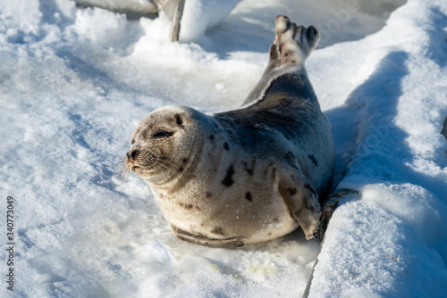 A young harp seal lays on a bed of white snow with the sun shining on its soft grey fur coat with dark spots. The harbour seal has dark eyes, small heart-shaped nose, long whiskers and flippers. 