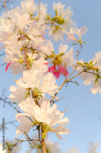 青空とピンクのツツジの花 © RK-79-2