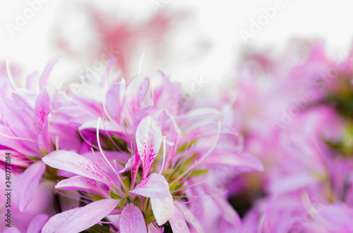 ツツジの花