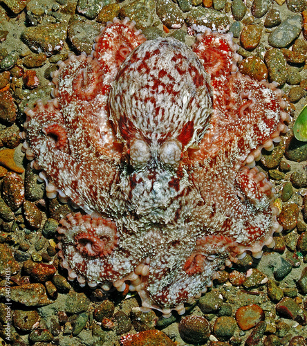 The Giant octopus Dofleini on rest. photo