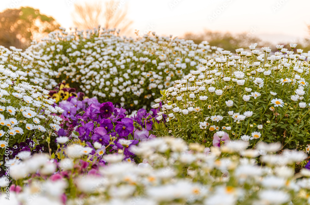 夕日と白いノースポールの花壇 夕日と白いノースポールの花壇