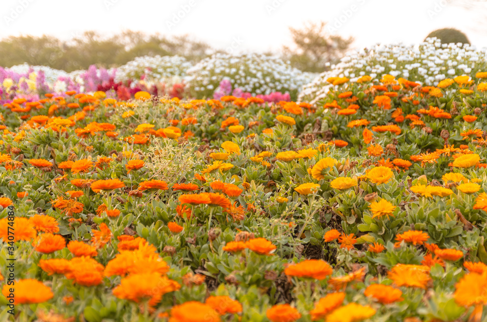 夕日とマリーゴールドの花壇