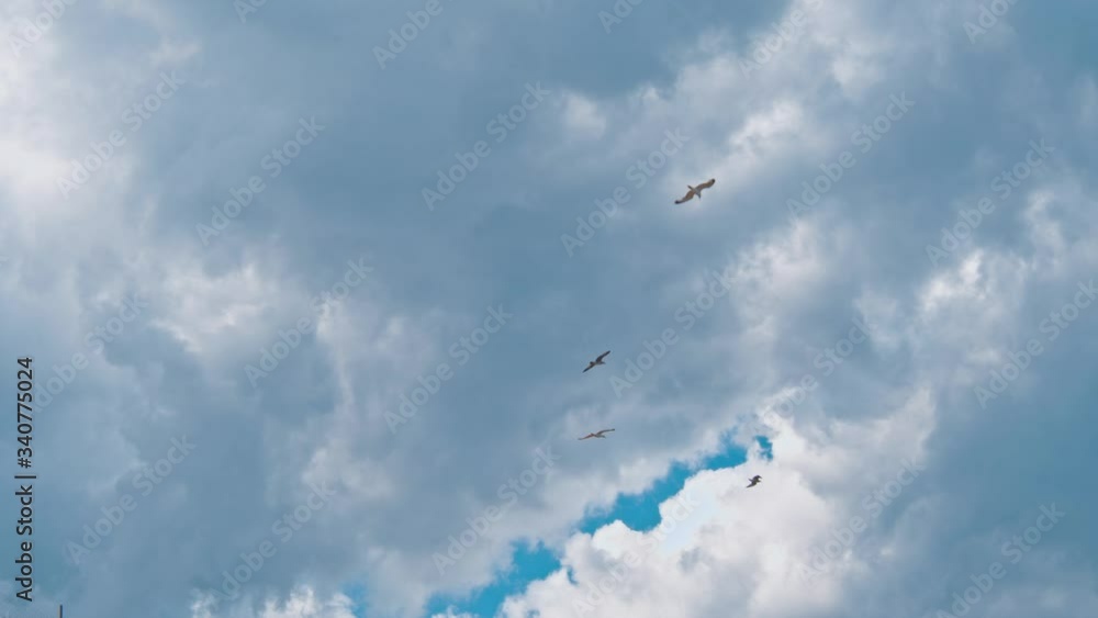 Sea gulls flying in the blue sunny sky Sea gulls flying in the blue sunny sky