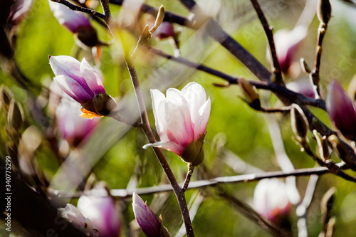 Spring blossom magnolia tree flowers floral background © Maciek