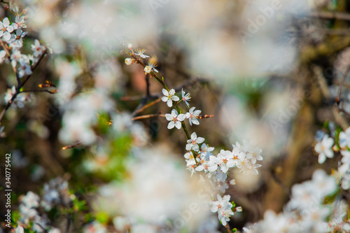white flower garden foliage April spring blooming nature scenery photography concept unfocused foreground frame © Артём Князь