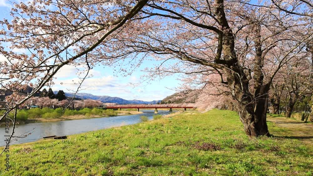 角館　桜並木　桜のトンネル