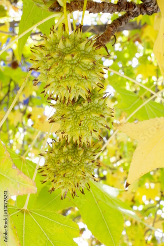chestnuts on a branch