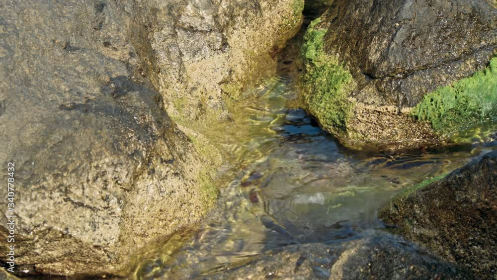 Stones with green moss and brown seaweed Stones with green moss and brown seaweed
