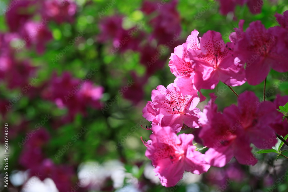 철쭉꽃이 보이는 아름다운 봄풍경