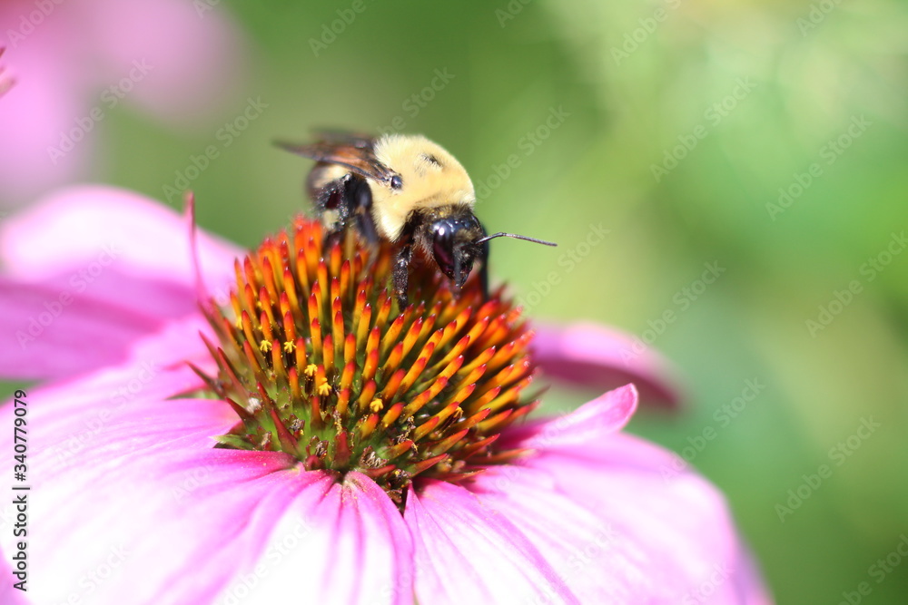 bee on a flower bee on a flower
