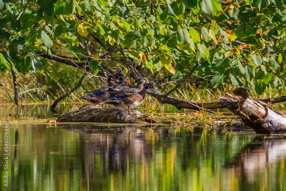Wood Ducks in eclipse plumage Wood Ducks in eclipse plumage