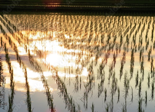 日本の田舎の風景　6月　田植え夕景水鏡