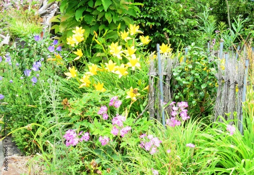 日本の田舎の風景　6月　野の花　ヒメカンゾウ