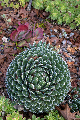 Succulent in Garden