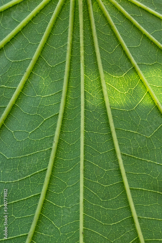 green leaf veins macro