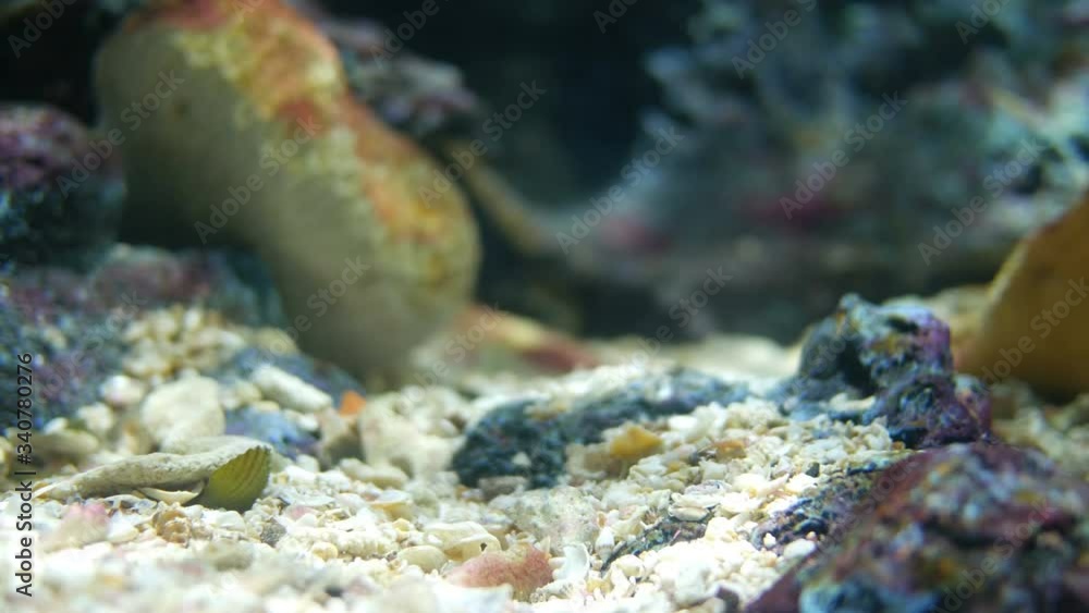 a marine aquarium with fishes and corals a marine aquarium with fishes and corals
