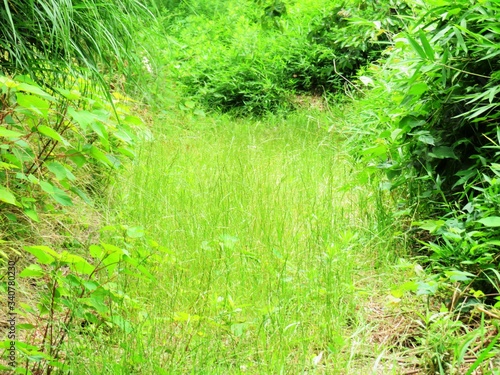 日本の田舎の風景 6月 初夏の山