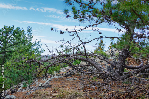 Austrian Pine on a cliff