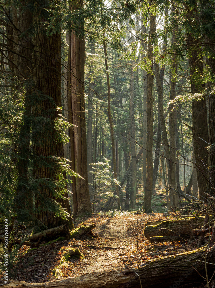 Obraz premium OLYMPUS DIGITAL CAMERA