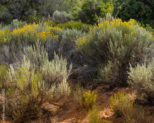 Desert Brush Color