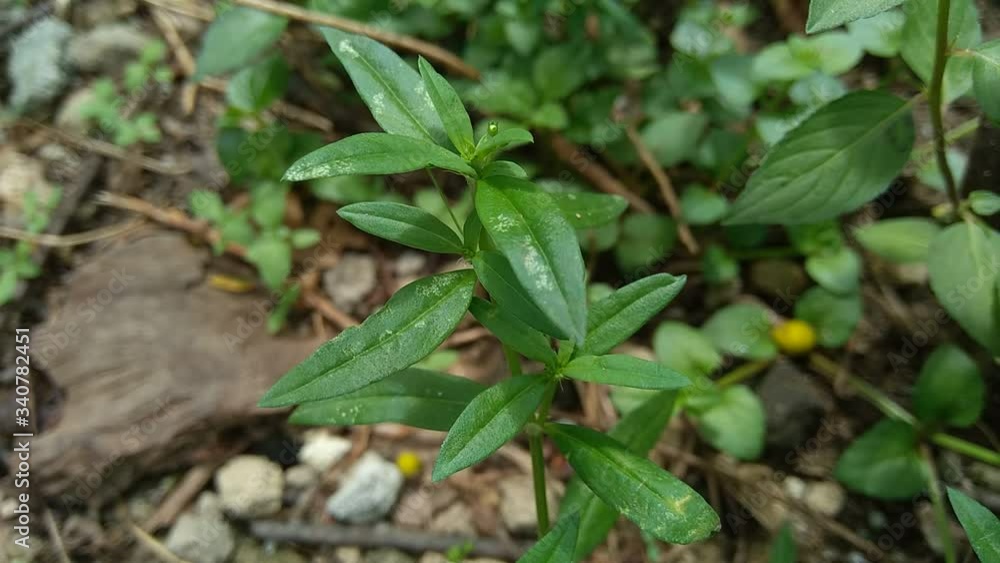 Hedyotis corymbosa in nature background. Hedyotis corymbosa in nature background.