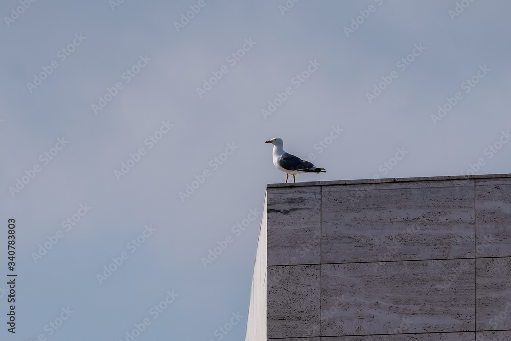 Seagull bird on roof of building during coronavirus confinement. Barcelona,Spain Seagull bird on roof of building during coronavirus confinement. Barcelona,Spain