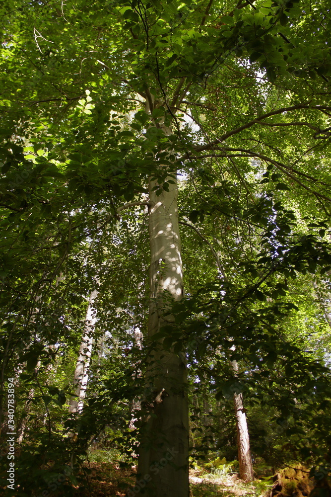 Fototapeta premium large beech, fagus sylvatica, framed from below
