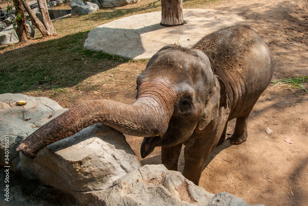 Fototapeta premium タイのチェンマイの動物園でエサをあげたゾウ