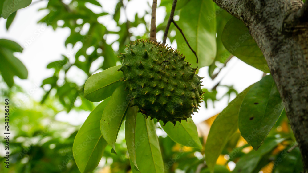 Close up view of unripe young soursop on the tree at the garden. Close up view of unripe young soursop on the tree at the garden.