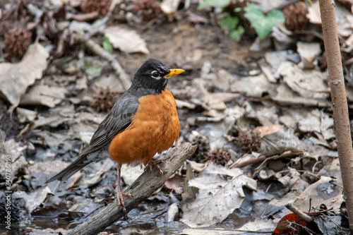 American Robin in the Woods