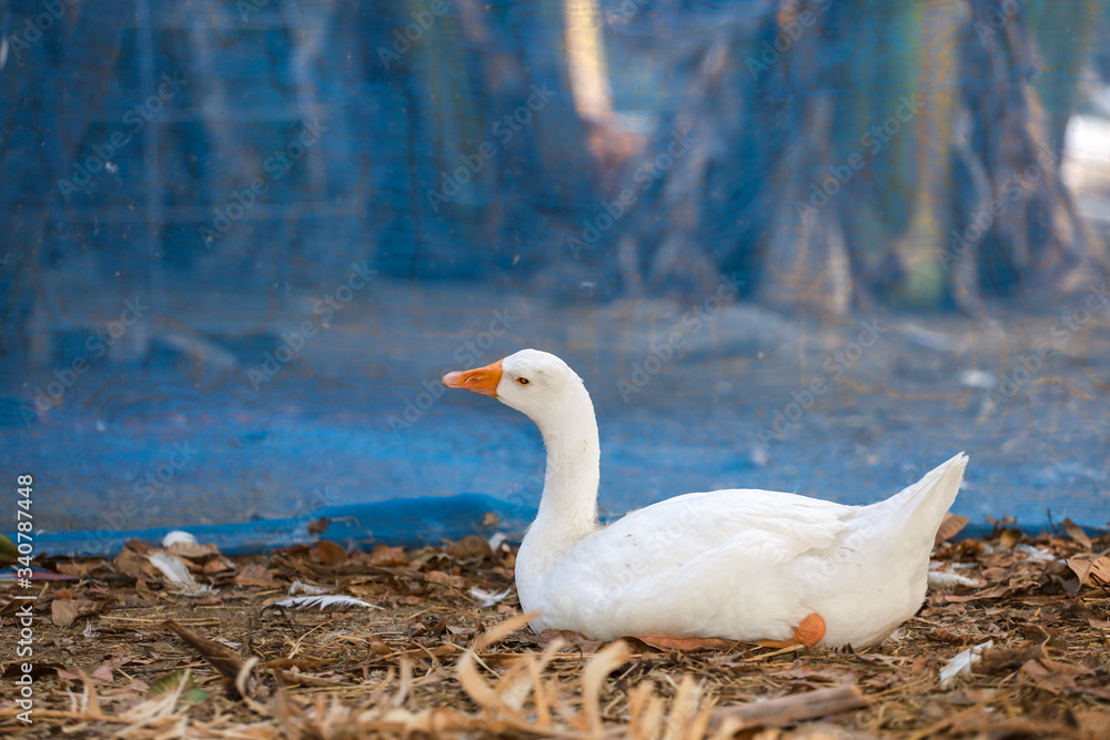 The white goose is sleep and rest in summer at banana farm garden,thailand The white goose is sleep and rest in summer at banana farm garden,thailand