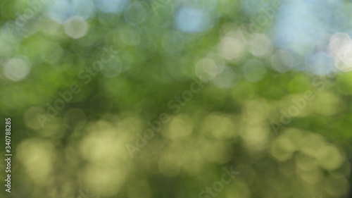 Green forest background, green abstract background, 3d Rendering