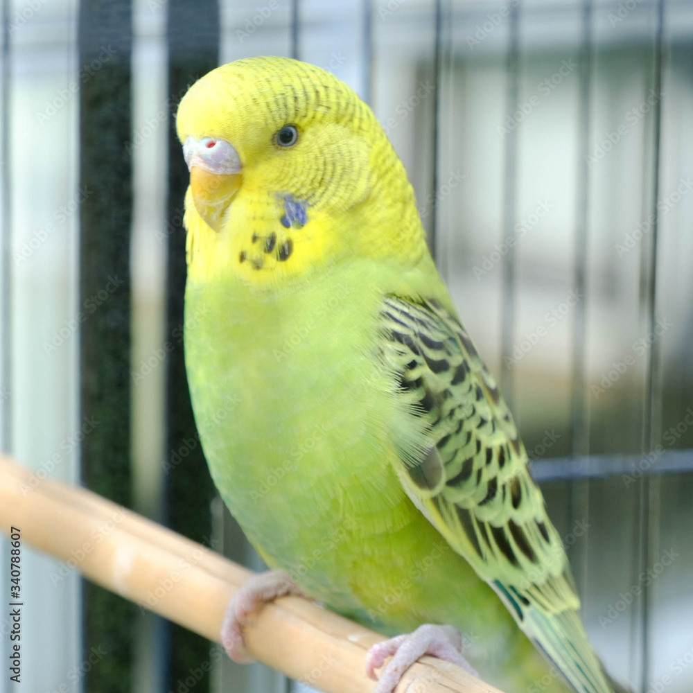 Fototapeta premium Budgie sitting on the wooden stick in cage. beautiful parrot lovebird 