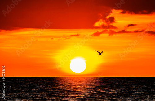 Fototapeta Naklejka Na Ścianę i Meble -  sunset with bird, sun, sea, ocean, sky, water, orange, red, summer, landscape, reflection, travel
