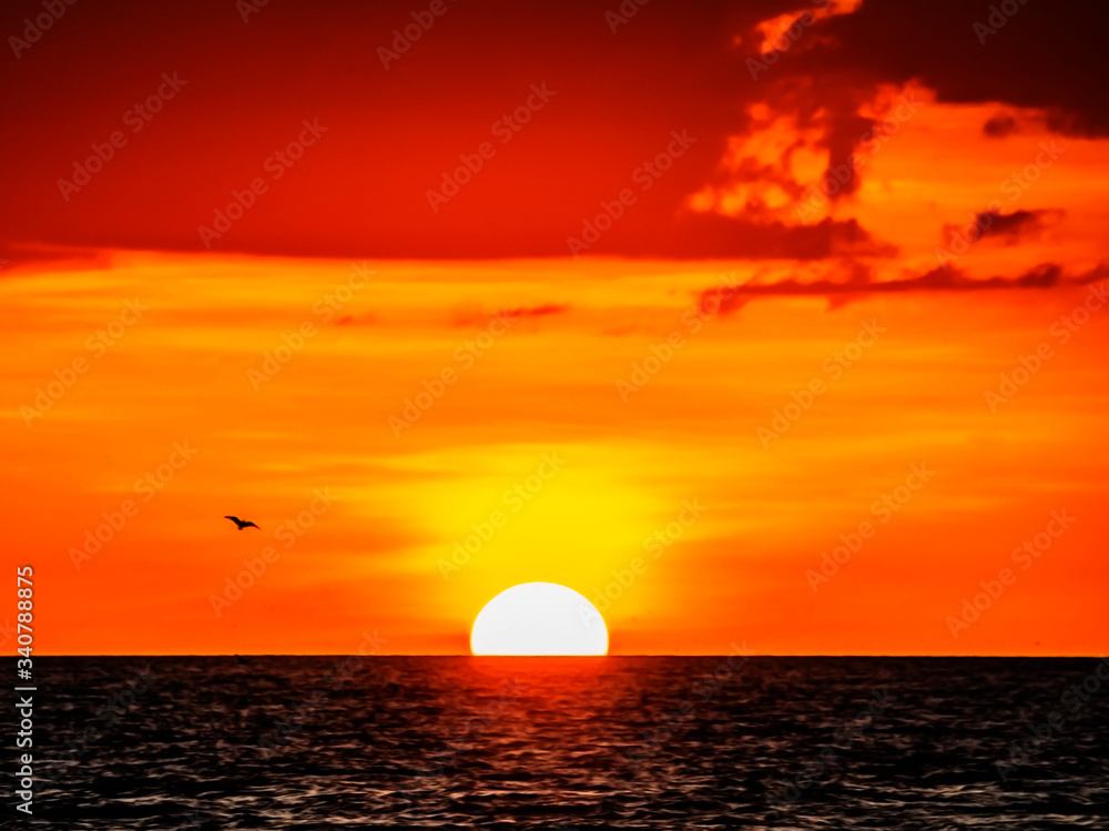 sunset with bird, sun, sea, sky, ocean, red, orange, evening, bird, reflection, golden, dusk