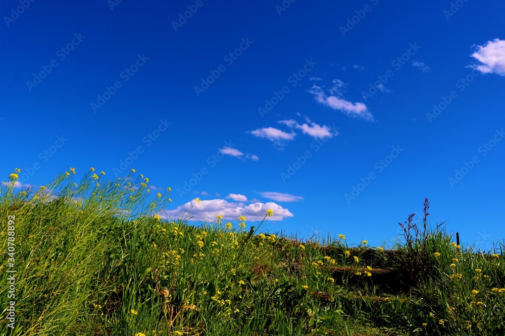 Fototapeta premium 春 爽やか 渡良瀬 菜の花 風景 空 杤木