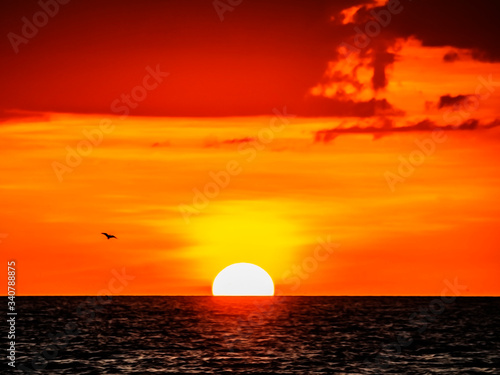 sunset with bird, sun, sea, sky, ocean, red, orange, evening, bird, reflection, golden, dusk © Renee