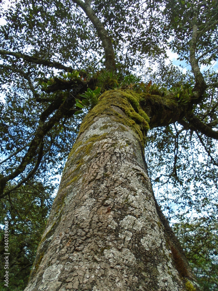 Fototapeta premium árbol gigante