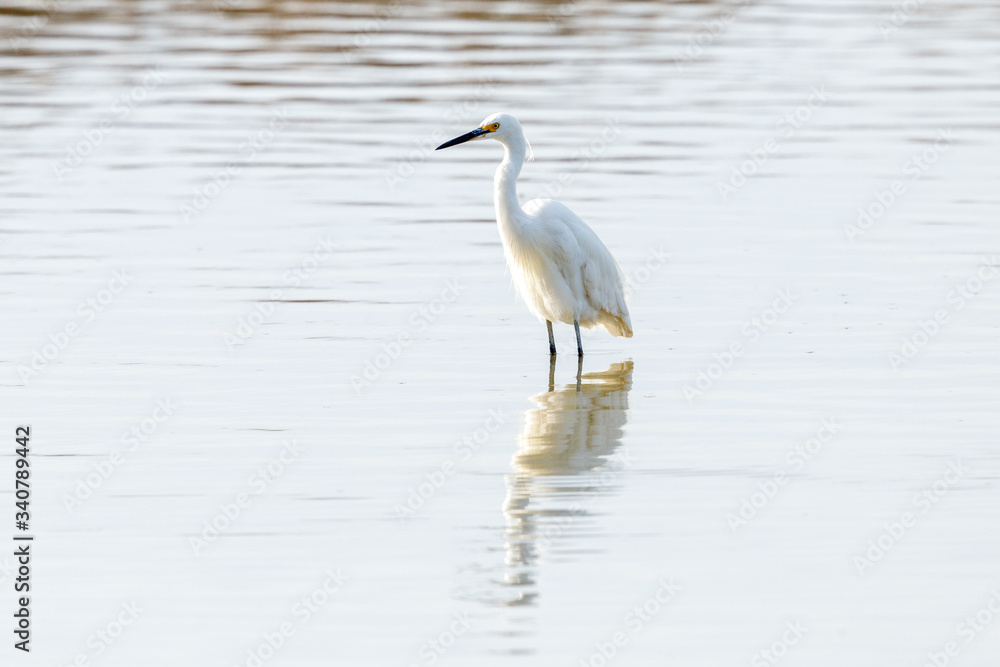 Little Egret in Australasia Little Egret in Australasia