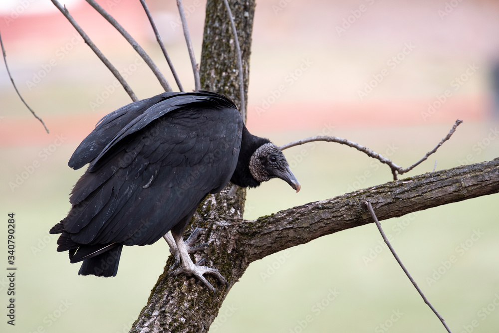 Naklejka premium Black Vulture