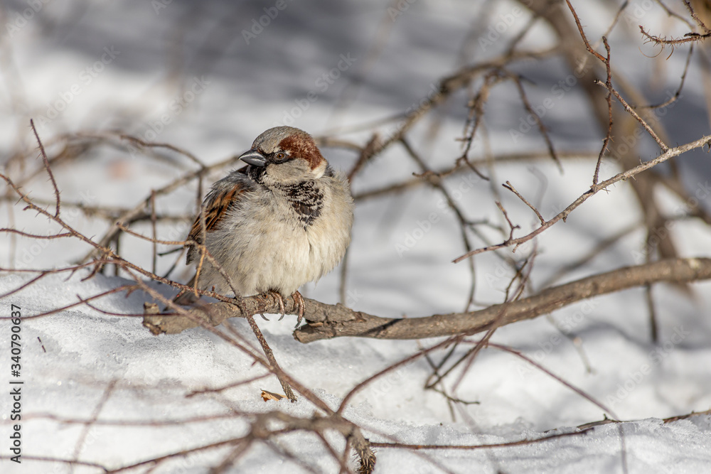 Fun gray and brown sparrow sits on a branch in the park in winter on a blurred gray background Fun gray and brown sparrow sits on a branch in the park in winter on a blurred gray background