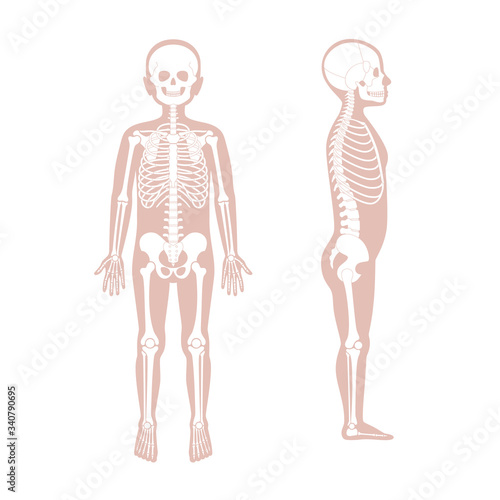 Child boy skeleton anatomy vector