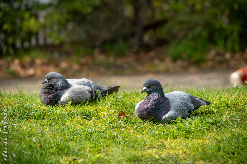 Fototapeta premium 芝生の上で寛ぐ鳩